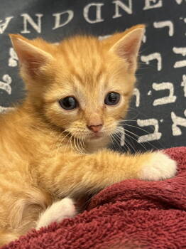 Rescue Domestic Short Hair Cats for Adoption in Camden, South Carolina - Haydn (Available For Pre-adoption) | PetCurious