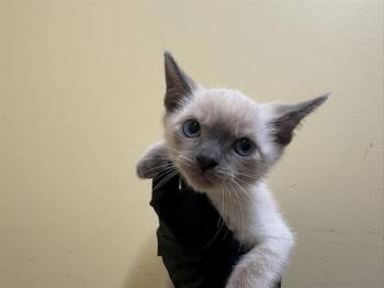 BIG TIM -  Siamese Cat for Adoption in Tustin, California - BIG TIM | PetCurious