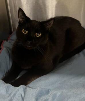 Domestic Short Hair Cats Available for Adoption in Simcoe, Ontario - Ophira (Luna) | PetCurious