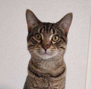 Mace (Mae) -  Domestic Short Hair Cat for Adoption in Saginaw, Michigan - Mace (Mae) | PetCurious