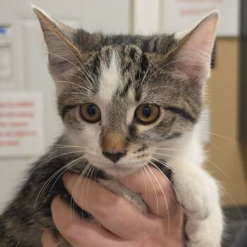 Rose -  Domestic Medium Hair Cat for Adoption in Tipton, Indiana - Rose | PetCurious