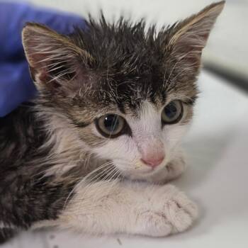 Drake -  Domestic Medium Hair Cat Available for Adoption in Charleston, West Virginia - Drake | PetCurious