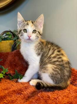 Calico Cats Available for Adoption in Taylor, Michigan - Clover | PetCurious