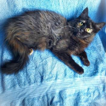 Domestic Long Hair Cats Available for Adoption in Durham, North Carolina - Saja | PetCurious