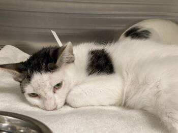 LAGMAN -  Domestic Short Hair Cat for Adoption in Tustin, California - LAGMAN | PetCurious