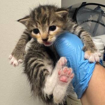 KMR -  Domestic Short Hair Cat for Adoption in Columbiana, Alabama - KMR | PetCurious