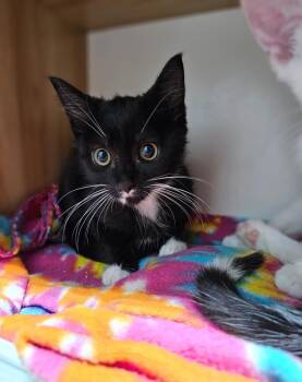 Juno -  Domestic Short Hair Cat for Adoption in Huntington, Indiana - Juno | PetCurious