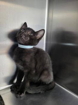If 1 Onyx -  Domestic Short Hair Cat for Adoption in Lawrenceville, Georgia - If 1 Onyx | PetCurious