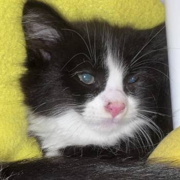 Cookie Crumble -  Domestic Short Hair Cat for Adoption in Port Townsend, Washington - Cookie Crumble | PetCurious