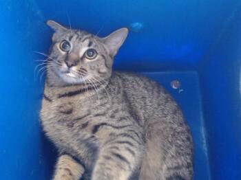 Domestic Short Hair Cats Available for Adoption - DIVA | PetCurious