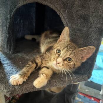 Domestic Short Hair Cats Available for Adoption in Fayetteville, Georgia - Li | PetCurious