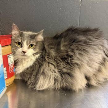 Baby Kitty -  Domestic Long Hair Cat for Adoption in Tuscaloosa, Alabama - Baby Kitty | PetCurious