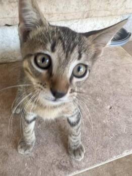 Rescue Domestic Short Hair Cats for Adoption in San Antonio, Texas - KITTEN 3 | PetCurious