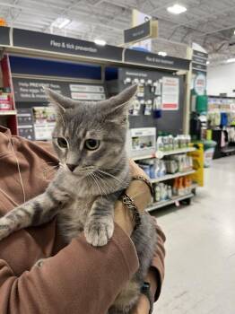 Domestic Short Hair Cats Available for Adoption in Lancaster, California - Princess Leia | PetCurious