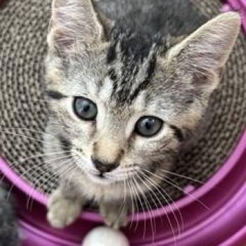 Harry -  Domestic Short Hair Cat for Adoption in Berkeley Heights, New Jersey - Harry | PetCurious