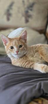 Shasta -  Domestic Short Hair Cat for Adoption in Medford, Wisconsin - Shasta | PetCurious