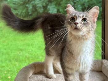HAVEN -  Domestic Medium Hair Cat for Adoption in Fort Wayne, Indiana - HAVEN | PetCurious