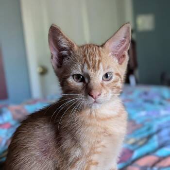 Mango -  Domestic Short Hair Cat for Adoption in Columbia, Missouri - Mango | PetCurious