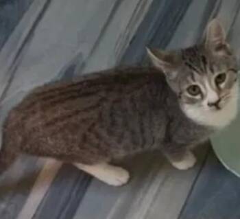 Domestic Short Hair Cats Available for Adoption - Boo | PetCurious