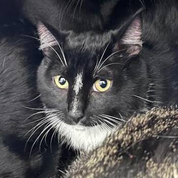 Bright -  Domestic Short Hair Cat for Adoption in Fairport, New York - Bright | PetCurious
