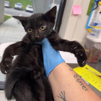 JJ -  Domestic Short Hair Cat for Adoption in Columbiana, Alabama - JJ | PetCurious