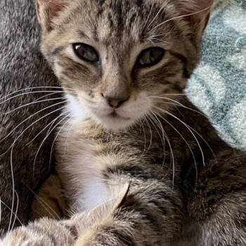 McKennie -  Domestic Short Hair Cat for Adoption in Tampa, Florida - McKennie | PetCurious