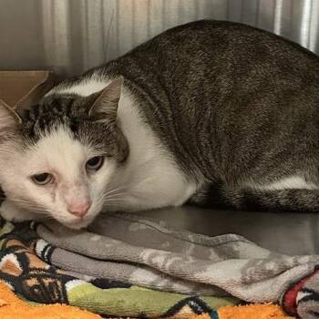 Ice Nine Meows -  Domestic Short Hair Cat for Adoption in Davenport, Iowa - Ice Nine Meows | PetCurious