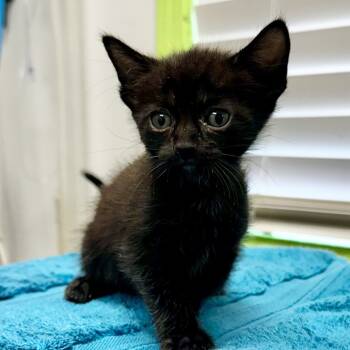 Rescue Domestic Short Hair Cats for Adoption in Warrensburg, Missouri - Grumpy | PetCurious