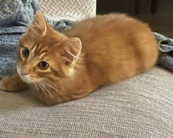 Copper -  Domestic Short Hair Cat for Adoption in Overland Park, Kansas - Copper | PetCurious