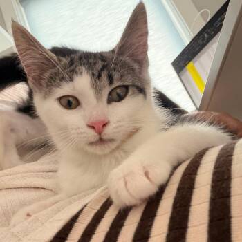Boosie -  Domestic Short Hair Cat for Adoption in Philadelphia, Pennsylvania - Boosie | PetCurious