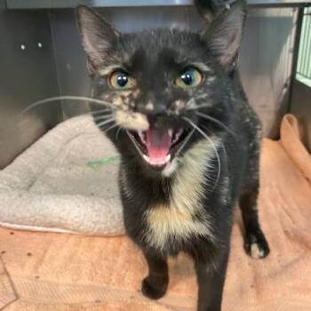 Domestic Short Hair Cats Available for Adoption - Hannah Banana | PetCurious