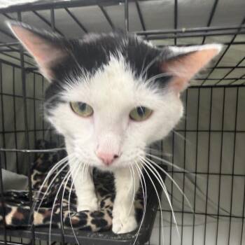 Domestic Short Hair Cats Available for Adoption in Normal, Illinois - Gazette | PetCurious
