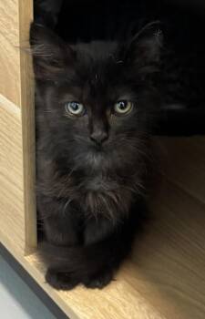 Sylvie 1132-26 -  Domestic Long Hair and Domestic Short Hair Cat for Adoption in Cumming, Georgia - Sylvie 1132-26 | PetCurious