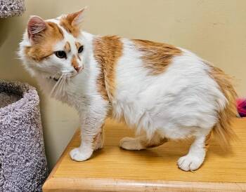 Biscotti -  Domestic Medium Hair Cat for Adoption in Millcreek, Utah - Biscotti | PetCurious