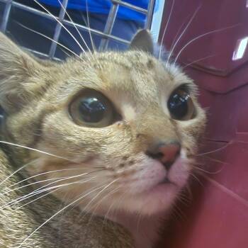 Blondie -  Domestic Short Hair Cat for Adoption in Greensboro, North Carolina - Blondie | PetCurious