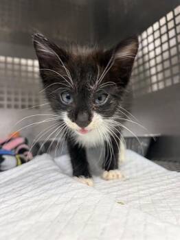 SIDNEY -  Domestic Short Hair Cat for Adoption in Chester, South Carolina - SIDNEY | PetCurious