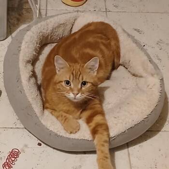 Domestic Short Hair Cats Available for Adoption in Silver Spring, Maryland - Bart | PetCurious