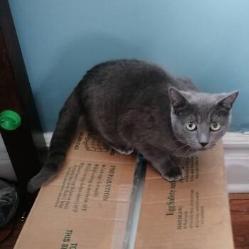 Domestic Short Hair and Russian Blue Cats Available for Adoption in New York, New York - Giggles *foster Needed* | PetCurious