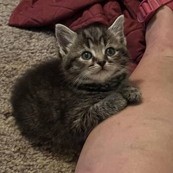 Fred -  Domestic Short Hair Cat Available for Adoption in Everettville, West Virginia - Fred | PetCurious