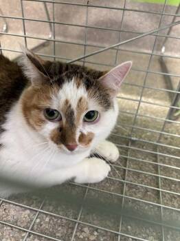 HANNAH -  Domestic Short Hair Cat for Adoption in Louisville, Kentucky - HANNAH | PetCurious