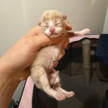 Domestic Short Hair Cats Available for Adoption in Chaska, Minnesota - Overalls | PetCurious