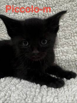 Domestic Short Hair Cats Available for Adoption in Brookhaven, Mississippi - Piccolo 26 | PetCurious