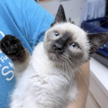 Edamame-4760 -  Domestic Short Hair Cat for Adoption in Tyler, Texas - Edamame-4760 | PetCurious