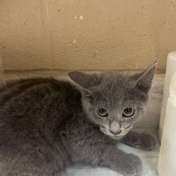 Maylece -  Domestic Short Hair Cat for Adoption in Lewisburg, West Virginia - Maylece | PetCurious