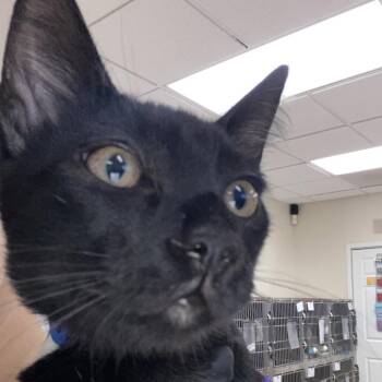 Kitty Smalls -  Domestic Short Hair Cat for Adoption in Lakeland, Florida - Kitty Smalls | PetCurious