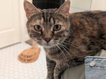 Florence -  Domestic Short Hair Cat for Adoption in Seattle, Washington - Florence | PetCurious