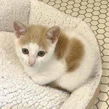 Dulce -  Domestic Short Hair Cat for Adoption in Pleasant Hill, California - Dulce | PetCurious