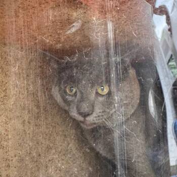 Uno -  Domestic Short Hair Cat for Adoption in Philadelphia, Pennsylvania - Uno | PetCurious