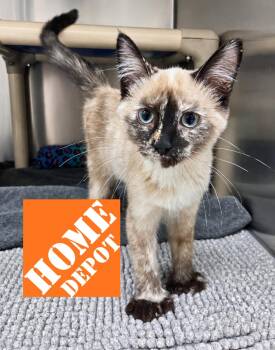 Home Depot -  Extra Toes Cat Hemingway Polydactyl and Siamese Cat for Adoption in Nevada, Iowa - Home Depot | PetCurious