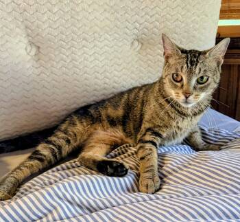 Hazelnut -  Domestic Short Hair Cat for Adoption - Hazelnut | PetCurious